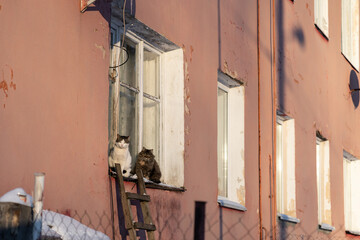 Cats sitting on windowsill enjoy sunny winter day. Happy homeless kittens warming outdoors. Old living building exterior wall with satellite dishes. Life in village or countryside