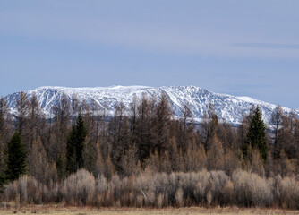 snow covered trees in the mountains