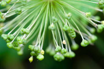 Abgeblühter Zierlauch 