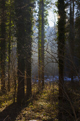 Trees of Alpine forest in back light on sunny winter day