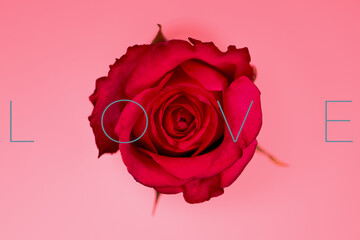 Rote Rose, Hintergrund rosa, close up, Schriftzug:  