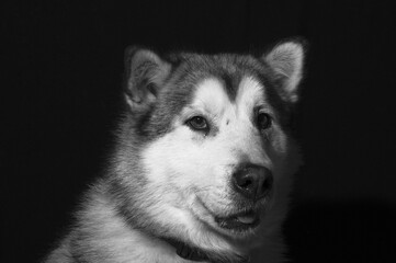 alaska malamute
