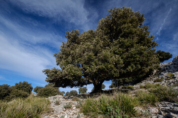 Holm oak, Quercus ilex, typical specimen, Son Nebot ridge, Escorca, Mallorca, Balearic Islands,...