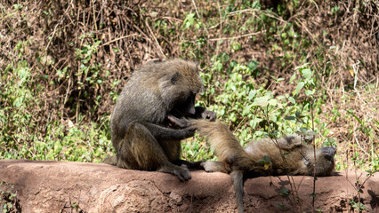 baboon mother and baby