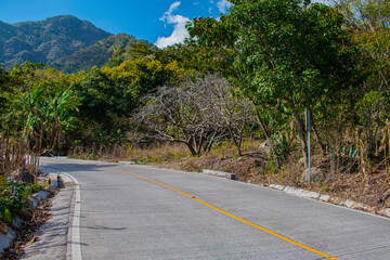 camino en medio de jungla 