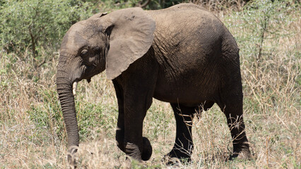 Elefant auf wanderung