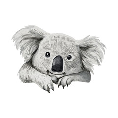 Watercolor illustration of cute koala isolated on white background - obrazy, fototapety, plakaty