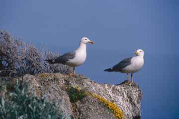 two yellow legged gulls on a rock