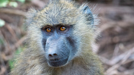 portrait of baboon