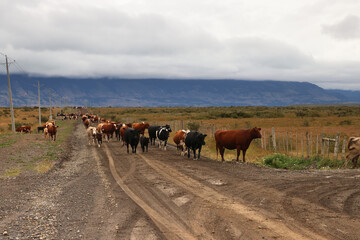 Obraz premium Grazing herds in Chilean Patagaonia, Chile