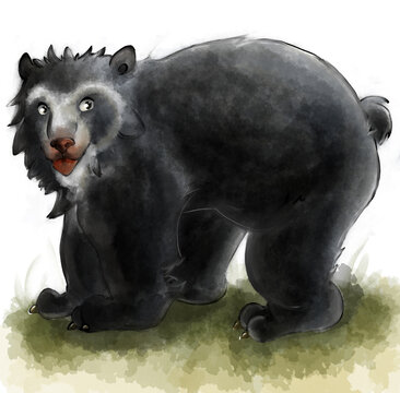 oso andino