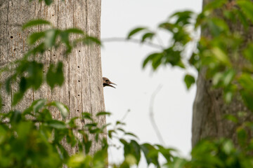 dead old growth hardwood tree trunk stripped of its bark and drilled full of holes by woodpeckers foraging for grubs, bugs insects, a bird peeks comically from behind with its beak appearing to smile