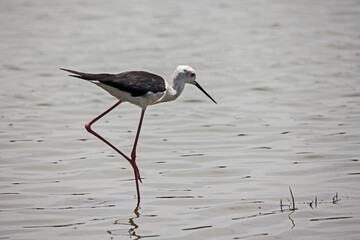 Black-winged Stilt Himantopus himantopus 13849