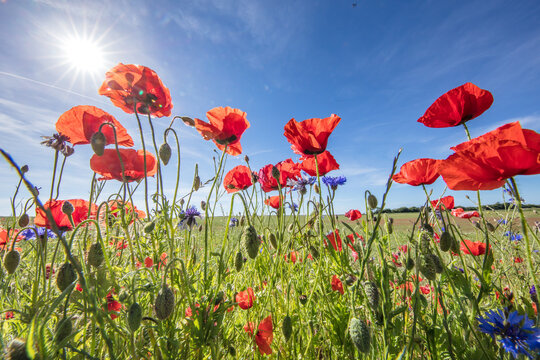 mohn