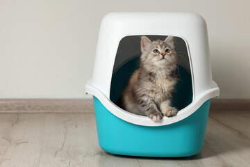 Cute fluffy kitten in closed litter box at home, space for text - obrazy, fototapety, plakaty