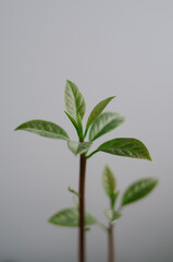 Young fresh avocado leaves. First sprouts of exotic fruit. Home gardening close up. Green plant isolated