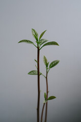 Young fresh avocado leaves. First shoots of exotic fruit. Home gardening close up. Green plant isolated