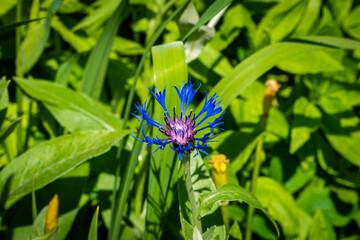 Russia. Kronstadt. June 4, 2021. A blue cornflower on a flower bed in the city courtyard.