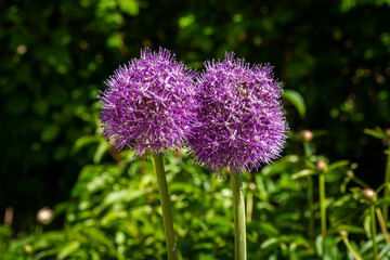 Russia. Kronstadt. June 4, 2020. Giant onion flowers on a flower bed in a city park.