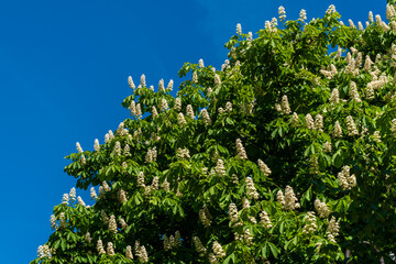 Russia. Kronstadt. June 4, 2021. Lush chestnut flowers on trees in the city park.