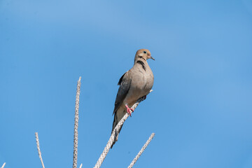 The mourning dove (Zenaida macroura)