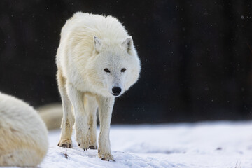 male Arctic wolf (Canis lupus arctos) cautiously walking towards us