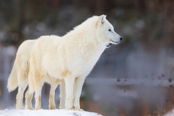 Obraz premium male Arctic wolf (Canis lupus arctos) two standing guard