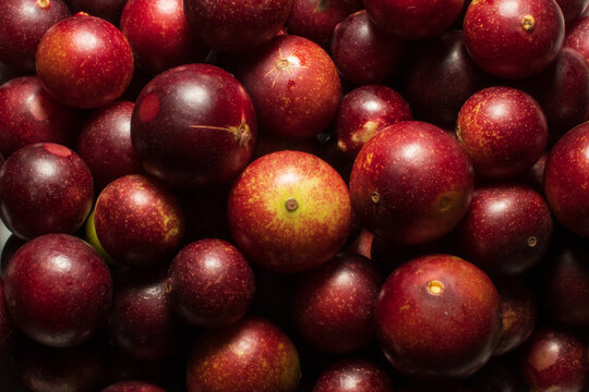 Camu camu fruits, an exotic plant from the Amazon, used in the preparation of various inputs, such as soft drinks, sweets, etc., it is very common to find it in the city of Iquitos in Peru, it is brou