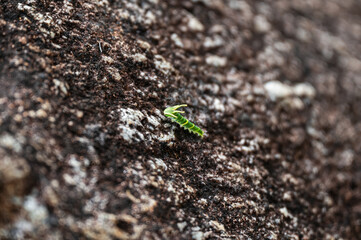 A small green insect with horns climbing on natural rock