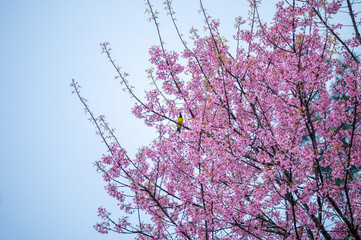 Little yellow bird hanging on Wild Himalayan Cherry tree blooming in the garden on springtime