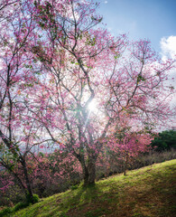 Plakat Wild Himalayan Cherry tree blooming with pink foliage in the forest on sunny day