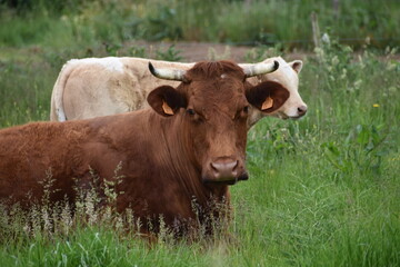 Obraz na płótnie Canvas regard curieux d'une vache