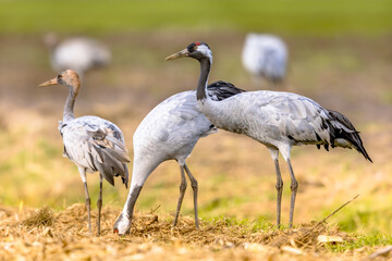 Obraz na płótnie Canvas Common crane group feeding in agricultural field