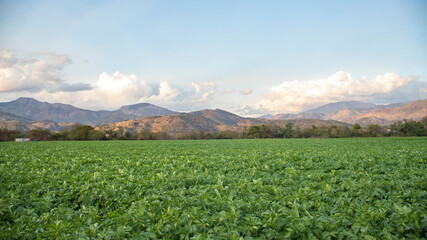 POTATO PLANTATION IN MOUNTAINOUS AREA WITH COOL WEATHER
