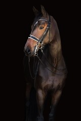 Portret gniadego konia	 - obrazy, fototapety, plakaty