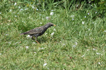 Common starling walking on grass closeup view with selective focus on foreground