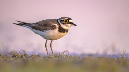 Little Ringed Plover standing on bank