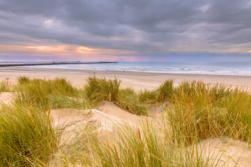 Landscape view of sand dune on the North sea coast - obrazy, fototapety, plakaty