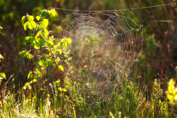 Large spider web on tree leaves