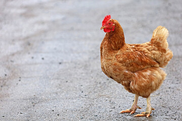 one brown chicken, hen isolated on street with copy space