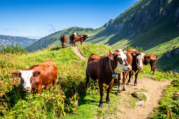 Fototapeta na wymiar Cows in a mountain field. The Grand-Bornand, France