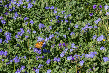 Painted lady butterfly in a field of violet Canterbury bells wildflowers in the springtime in the...