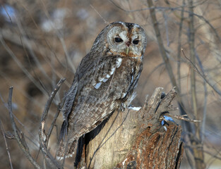 Strix aluco owl posing on the tree