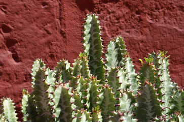 cactus