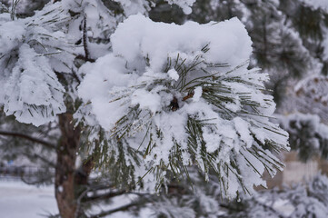 Pine branch covered with snow