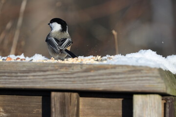Chickadee
