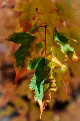 autumn maple leaves