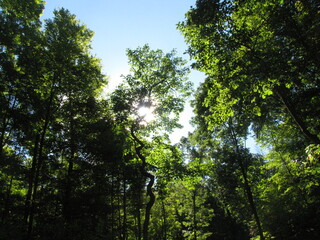 sun rays through crooked tree