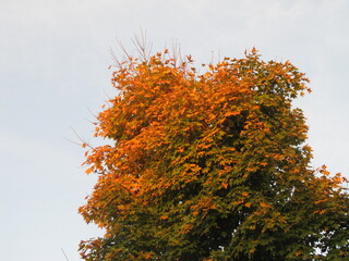 autumn tree with leaves