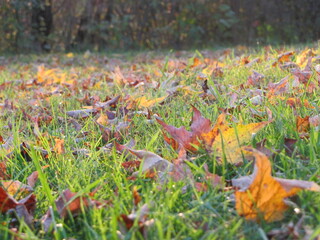 autumn leaves in the grass